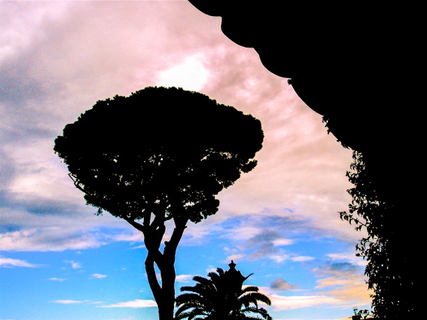 A tree in Capri against the light-Un arbre à Capri à contre-jour